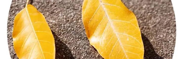 取证外遇深圳公司有补贴吗_深圳外遇取证公司_取证外遇深圳公司怎么处理