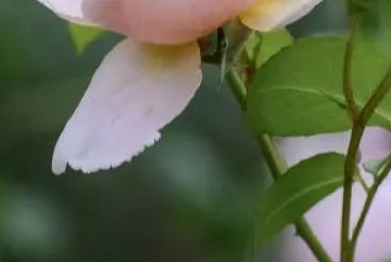 取证外遇深圳公司怎么处理_取证外遇深圳公司有补贴吗_深圳外遇取证公司